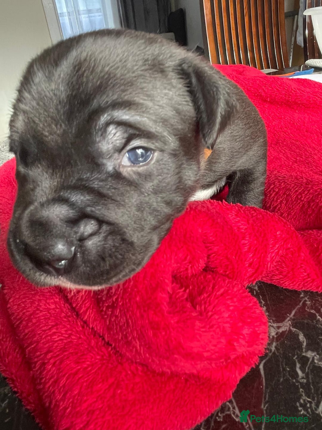 Staffordshire Bull Terrier dogs for sale: Mariusz  - Image 8