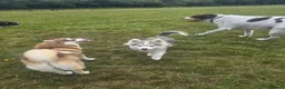 Pomsky dogs for sale: Pomsky Puppys For Sale - Advert 7