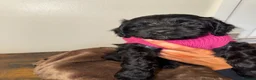 Mixed Breed dogs for sale: BEAUTIFUL COCKAPOO MIXED BREED PUPPIES in Wrexham - Advert 40
