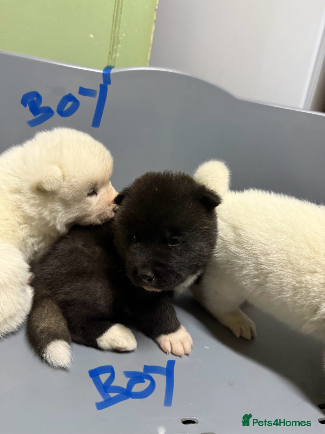 Akita dogs for sale: American Akita Puppies - Image 6