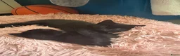 Mixed Breed cats for sale: Kittens for sale - Advert 4