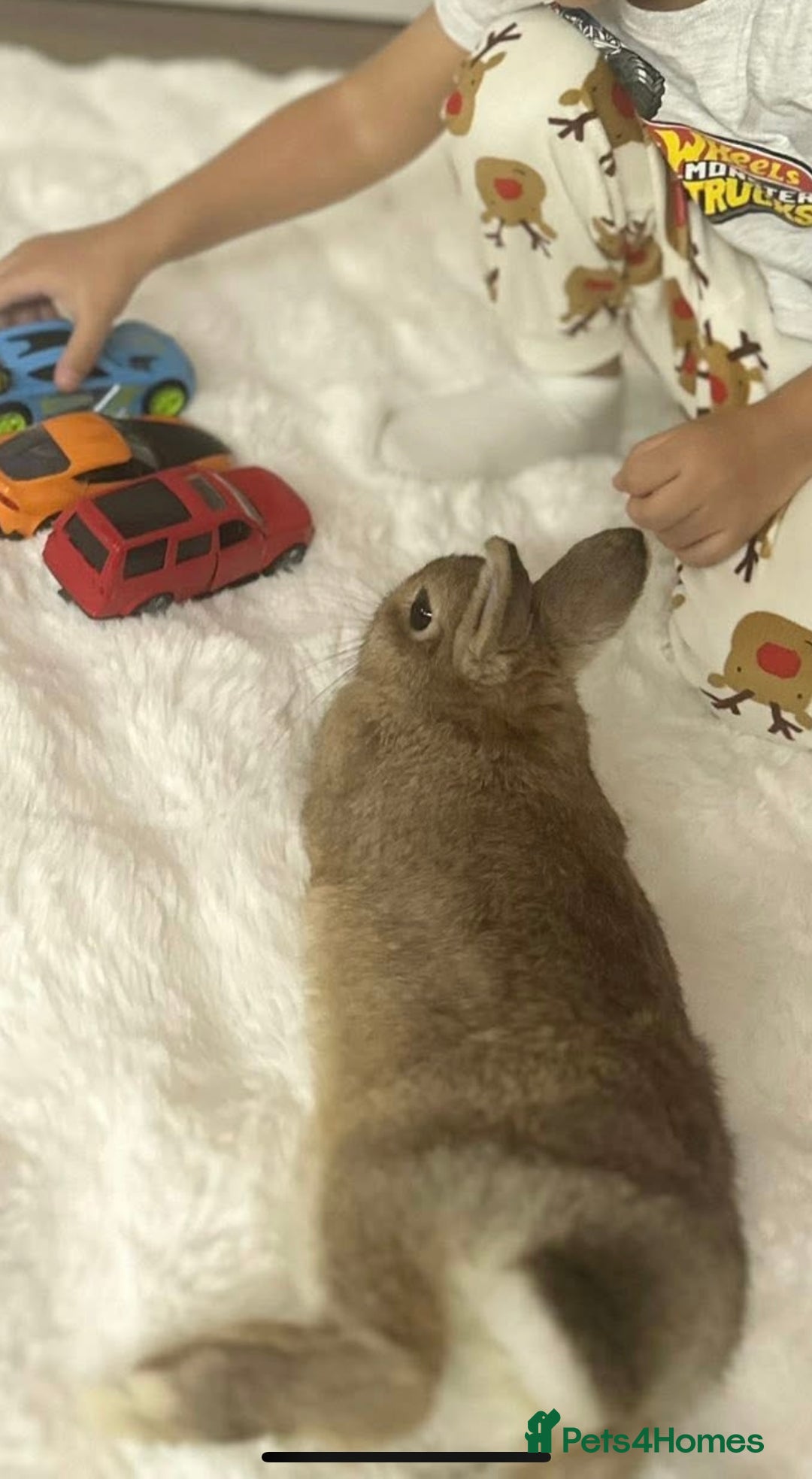 Netherland Dwarf rabbits for sale: Rabbit Netherlands dwarf female 4 months - Advert 1