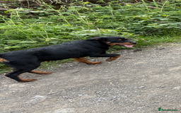 Rottweiler dogs for sale: Beautiful Rottweiler bitch - Image 2