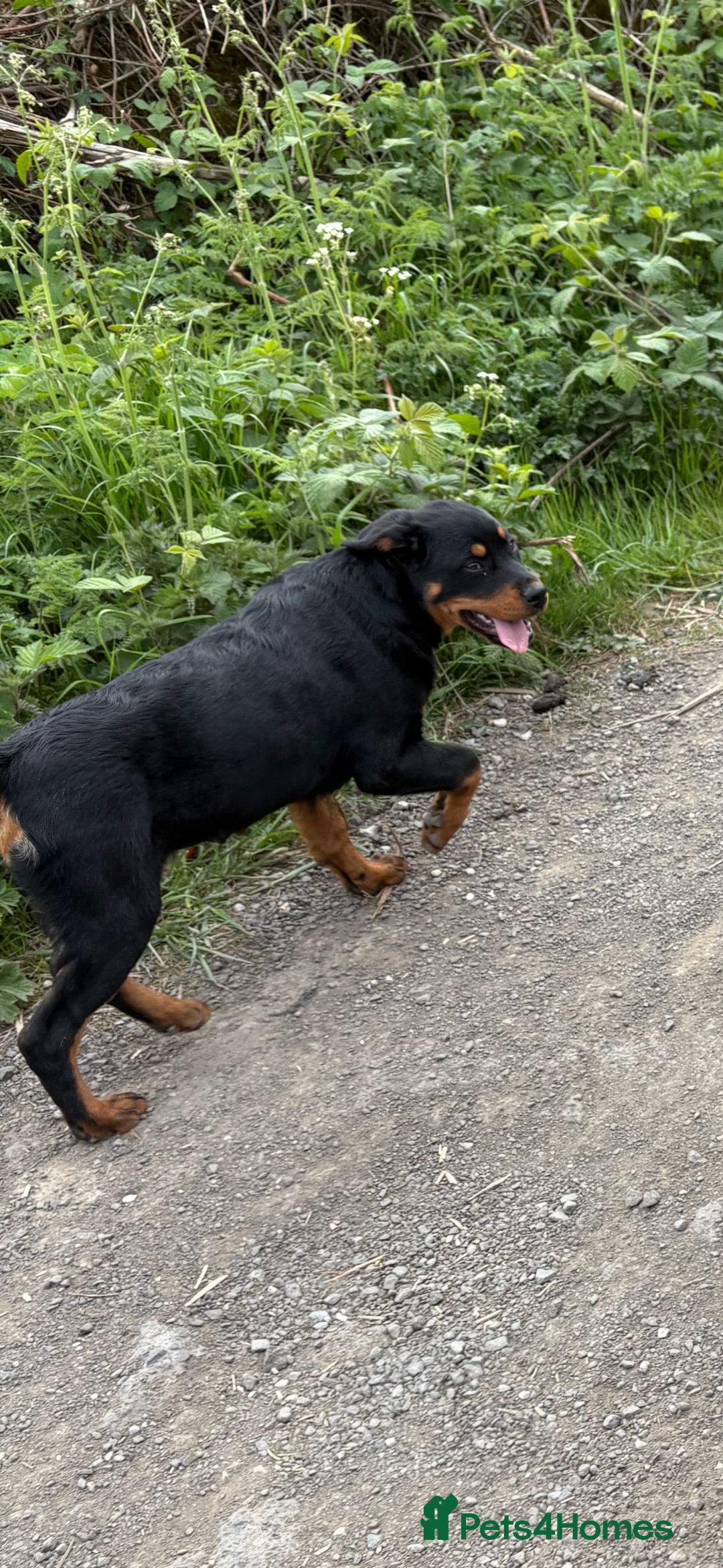 Rottweiler dogs for sale: Beautiful Rottweiler bitch - Image 2