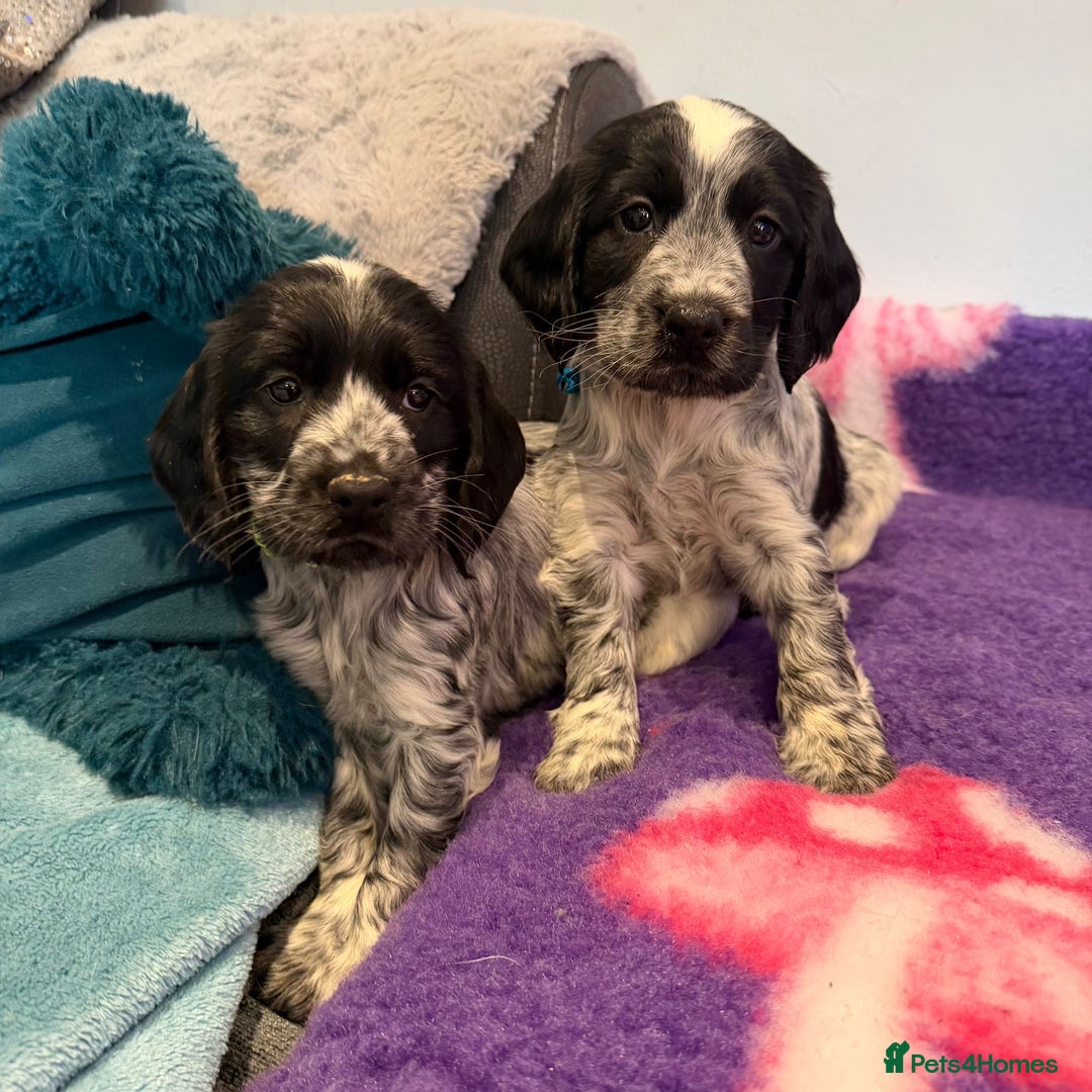 Cocker Spaniel dogs for sale: Stunning cocker spaniel pups  - Advert 7