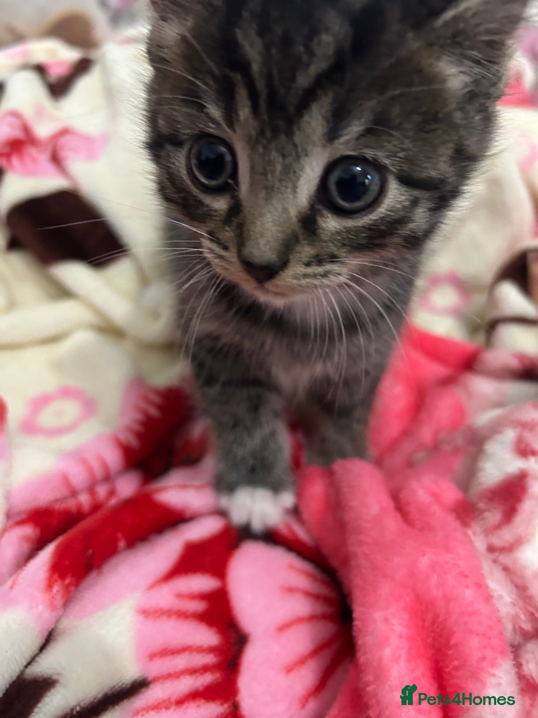 British Shorthair cats for sale: 4 tabby kittens for sale (2 boys 2 girls) - Advert 11