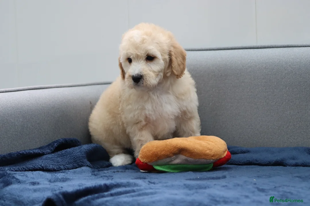 Cavapoochon dogs for sale: Cavapochon puppies for sale - Advert 6