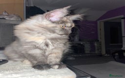 Maine Coon cats for sale: TICA registered Maine coon kittens  - Image 24