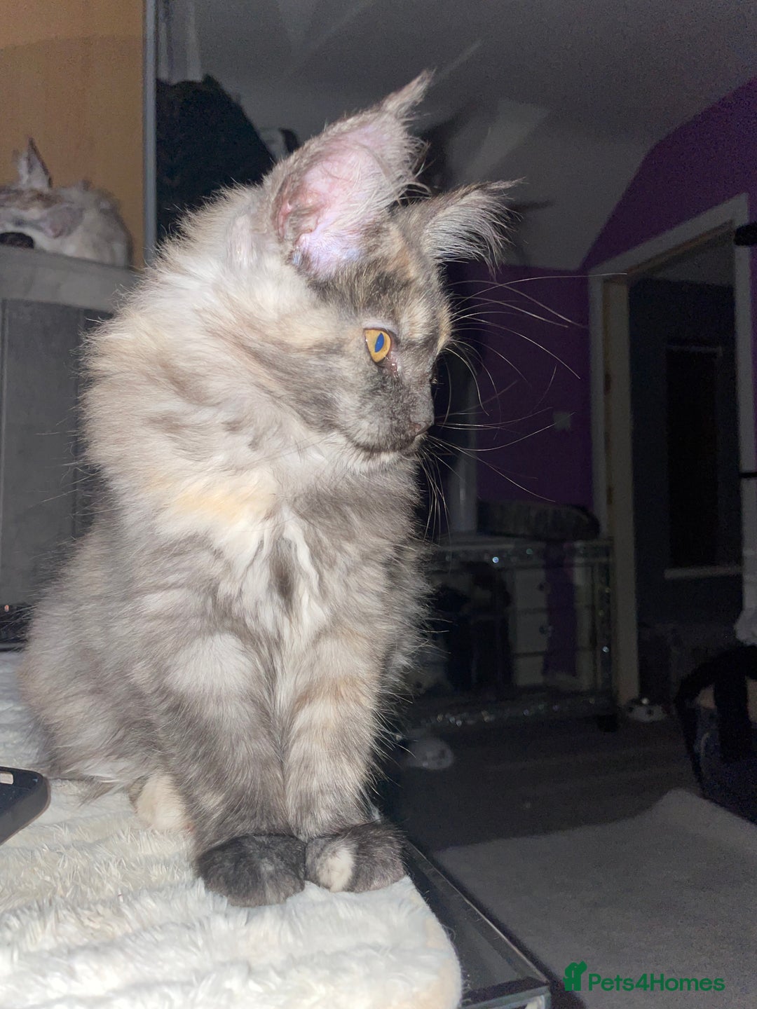 Maine Coon cats for sale: TICA registered Maine coon kittens  - Image 24