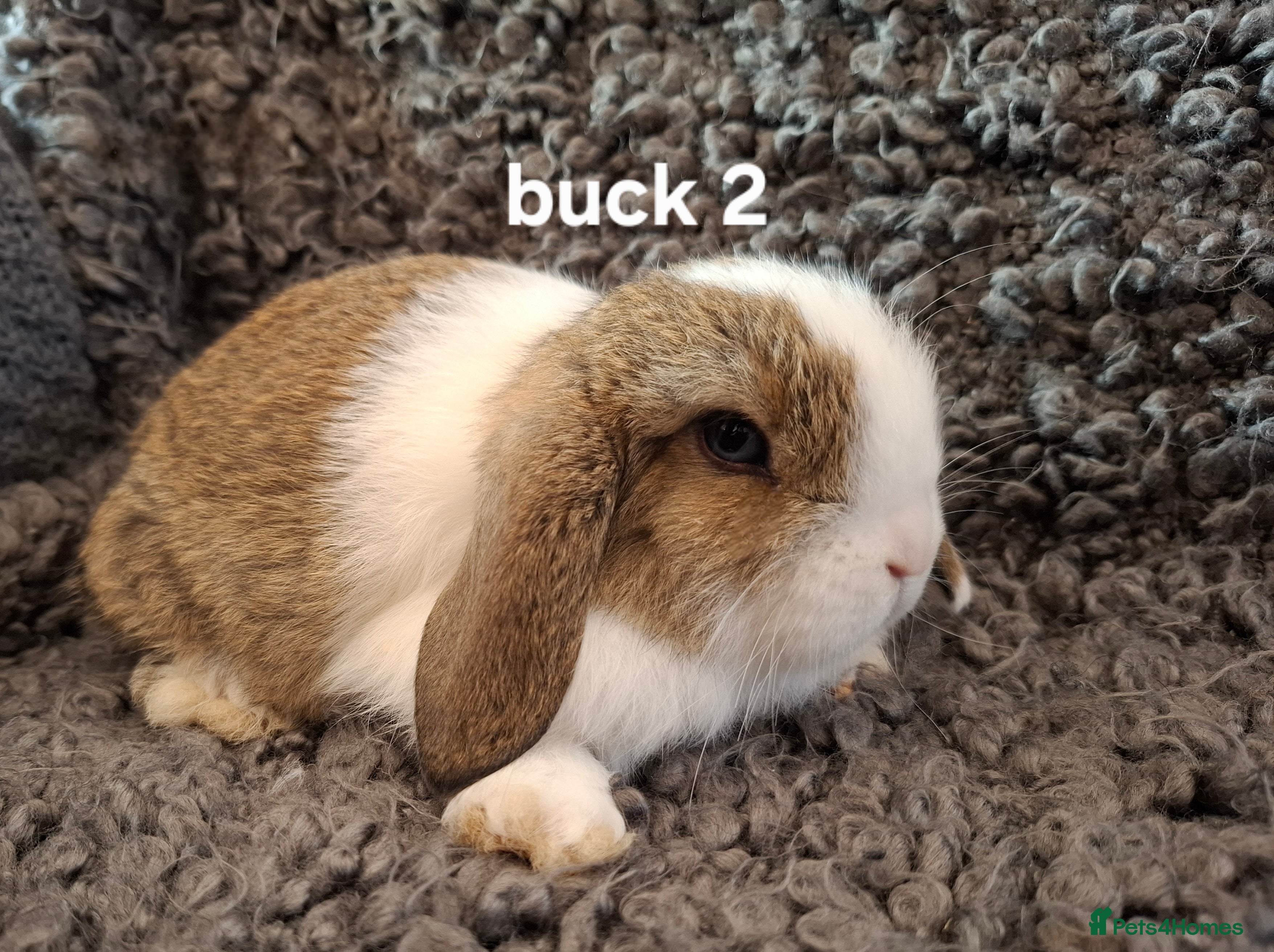 Mini Lop rabbits Mini Lops * READY TO LEAVE * from 14th December - Advert 5