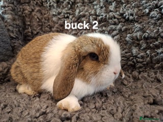 Mini Lop rabbits Mini Lops * READY TO LEAVE * from 14th December - Advert 9