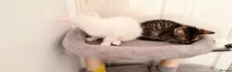 Turkish Van cats for sale: Turkish Van Kittens – Ready for Loving Homes - Advert 4