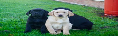 Labrador Retriever Puppy 5