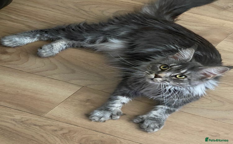 Maine Coon cats - Advert 11
