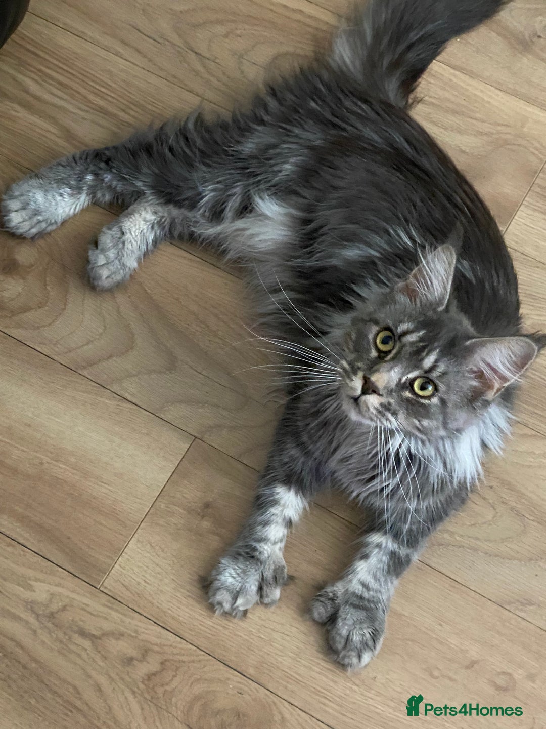 Maine Coon cats for sale: Beautiful polydactyl girl - Image 1