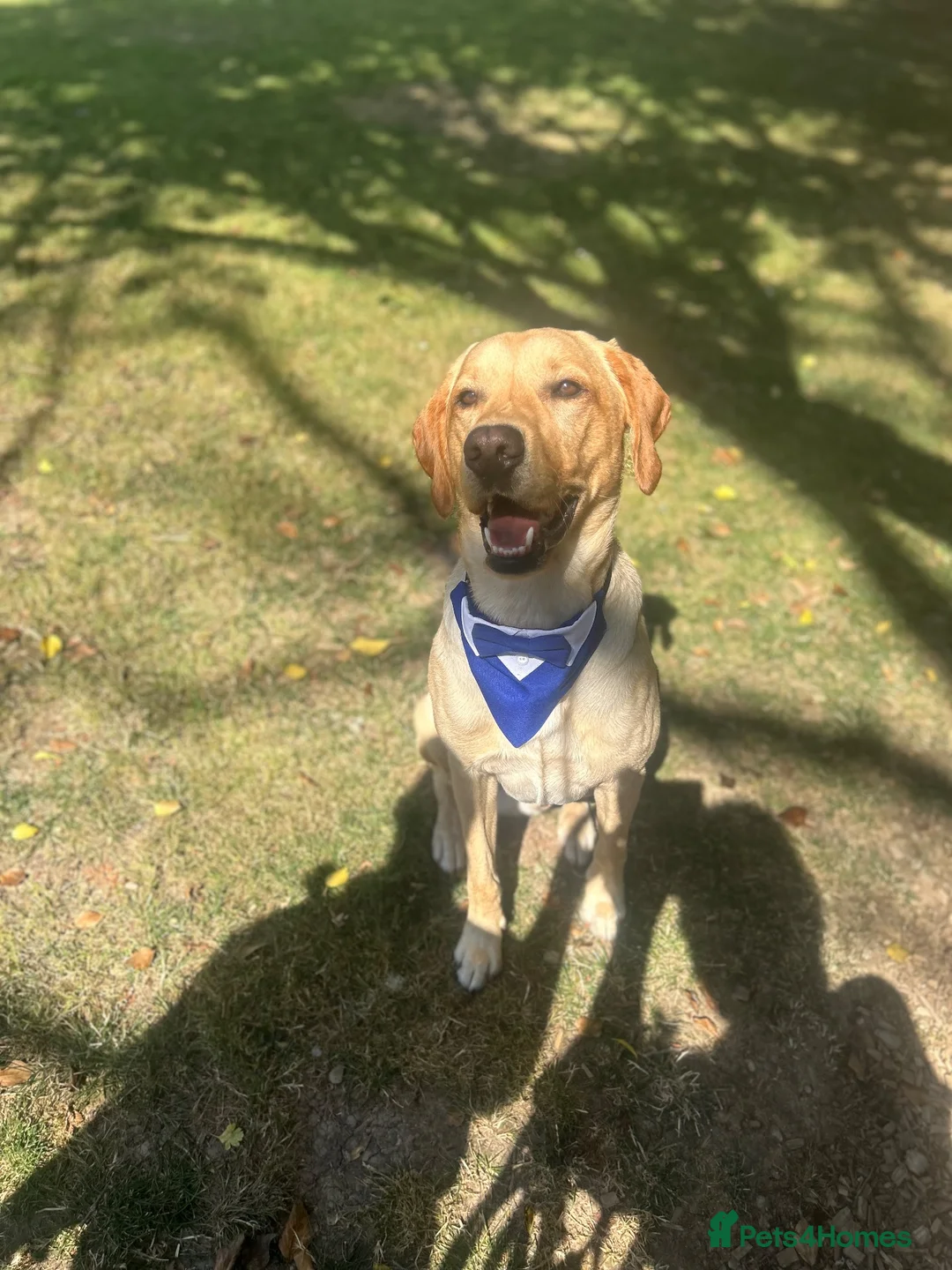 Labrador Retriever dogs for stud: 🐾 REX — GOLDEN LABRADOR RETRIEVER AT STUD 🐾 in Bedford - Advert 5