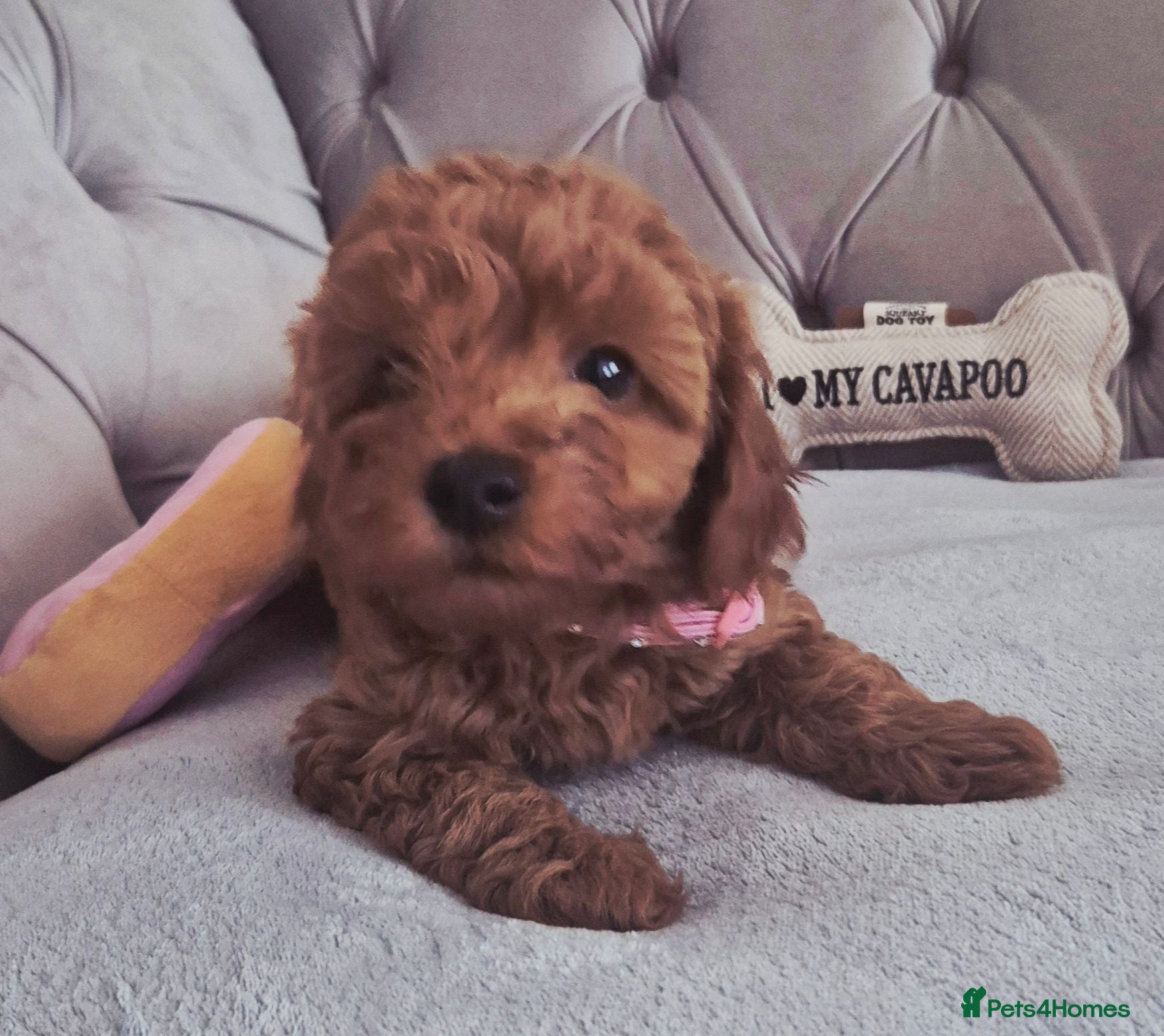 Cavapoo dogs F1B HEALTH TESTED RUBY CAVERPOOS  - Advert 1