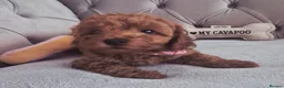 Cavapoo dogs for sale: F1B HEALTH TESTED RUBY CAVERPOOS  - Advert 1