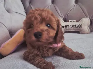 Cavapoo dogs F1B HEALTH TESTED RUBY CAVERPOOS - Advert 1