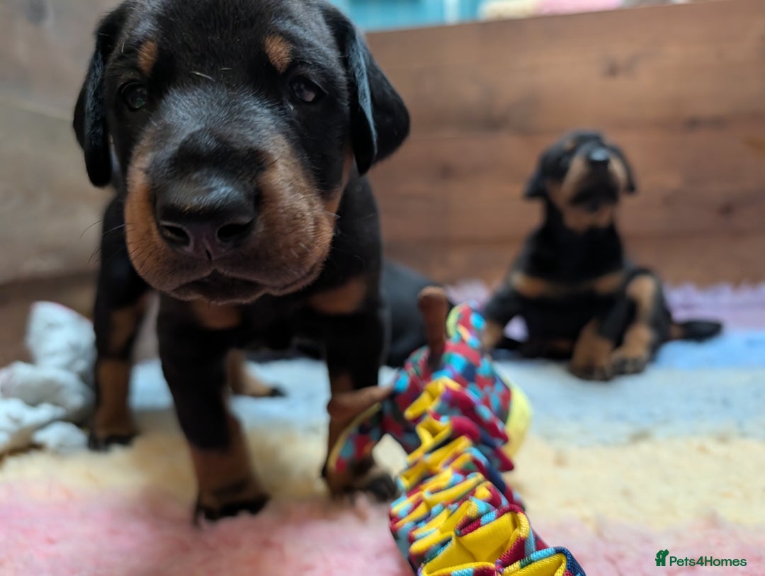 Dobermann dogs for sale: Dobermann Puppies - Image 7