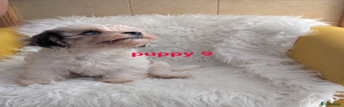 Puppy 9