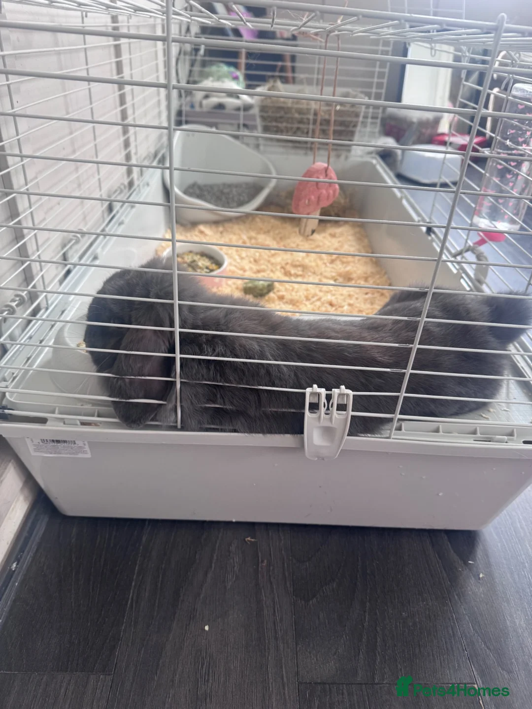 English Lop rabbits for sale: Grey lop rabbit in Birmingham - Advert 2