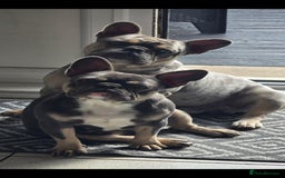 French Bulldog dogs for sale: French bulldog pups - Image 8