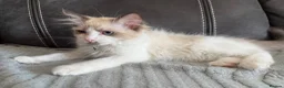 Ragdoll cats for sale: 4 Handsome boy Pure Ragdolls - Advert 6