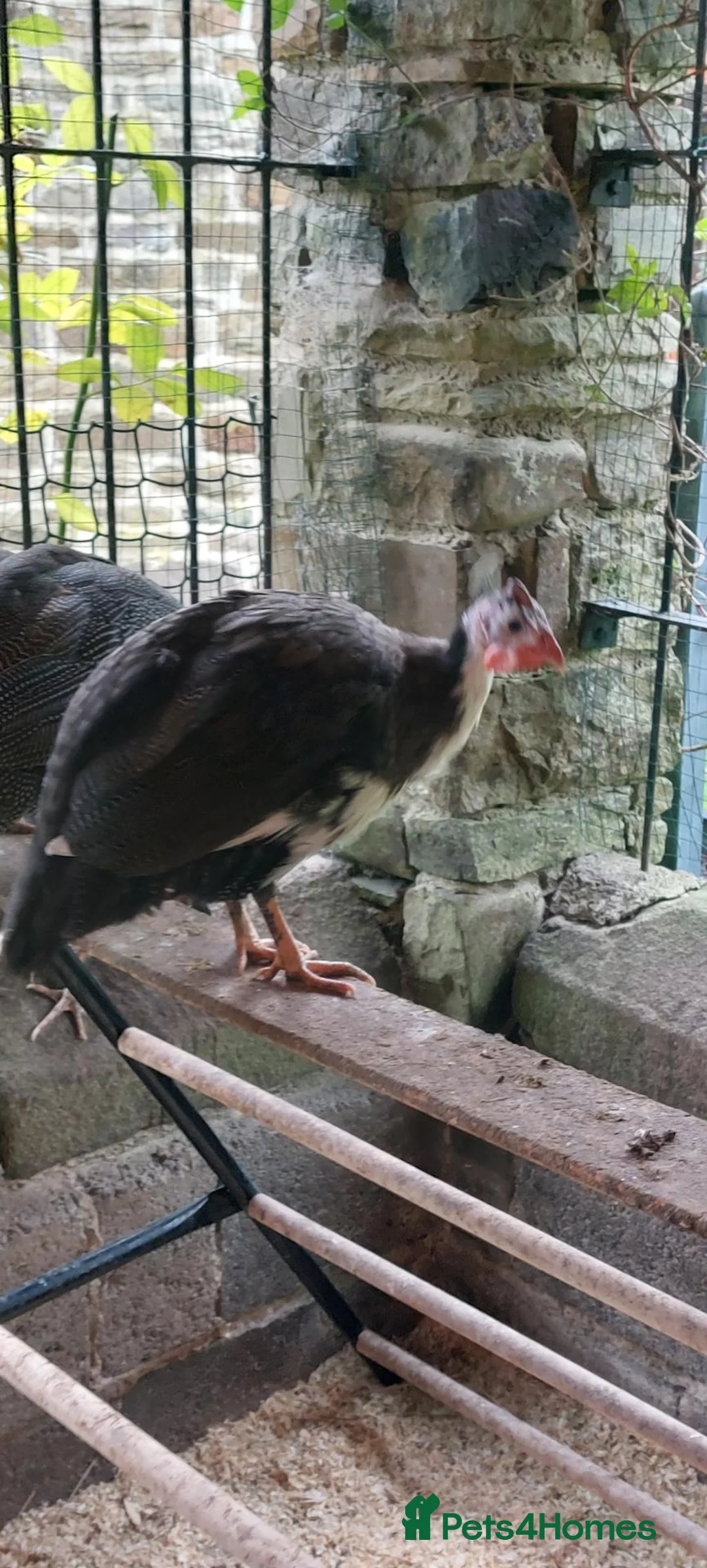 Guinea Fowl poultry for sale: Guinea fowl - Advert 2