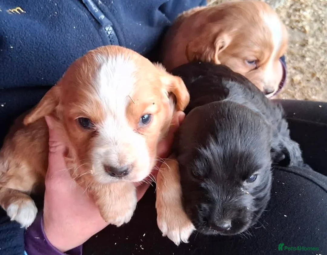 Cocker Spaniel dogs for sale: Working cockers in Carluke - Advert 2