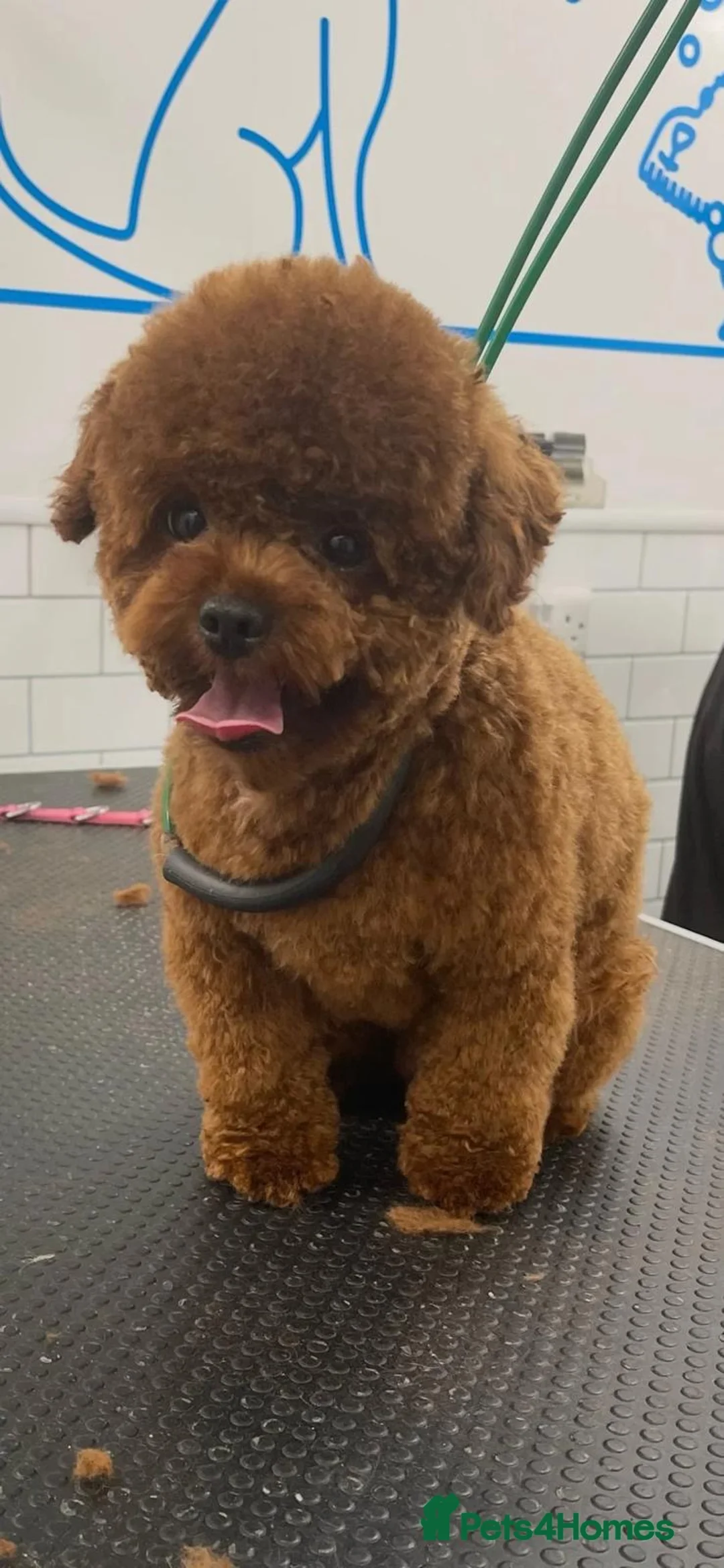 Poochon dogs for sale: ♥️RARE Tiny Asian Toy poodle Xx Toy Poochon ♥️ - Advert 5