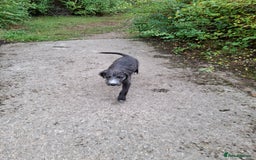 Mixed Breed dogs for sale: lurcher pup - Image 2