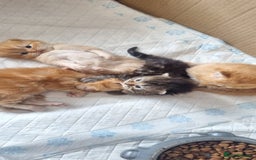 Persian cats for sale: Outstanding Full Persian Kittens for Sale - Image 5