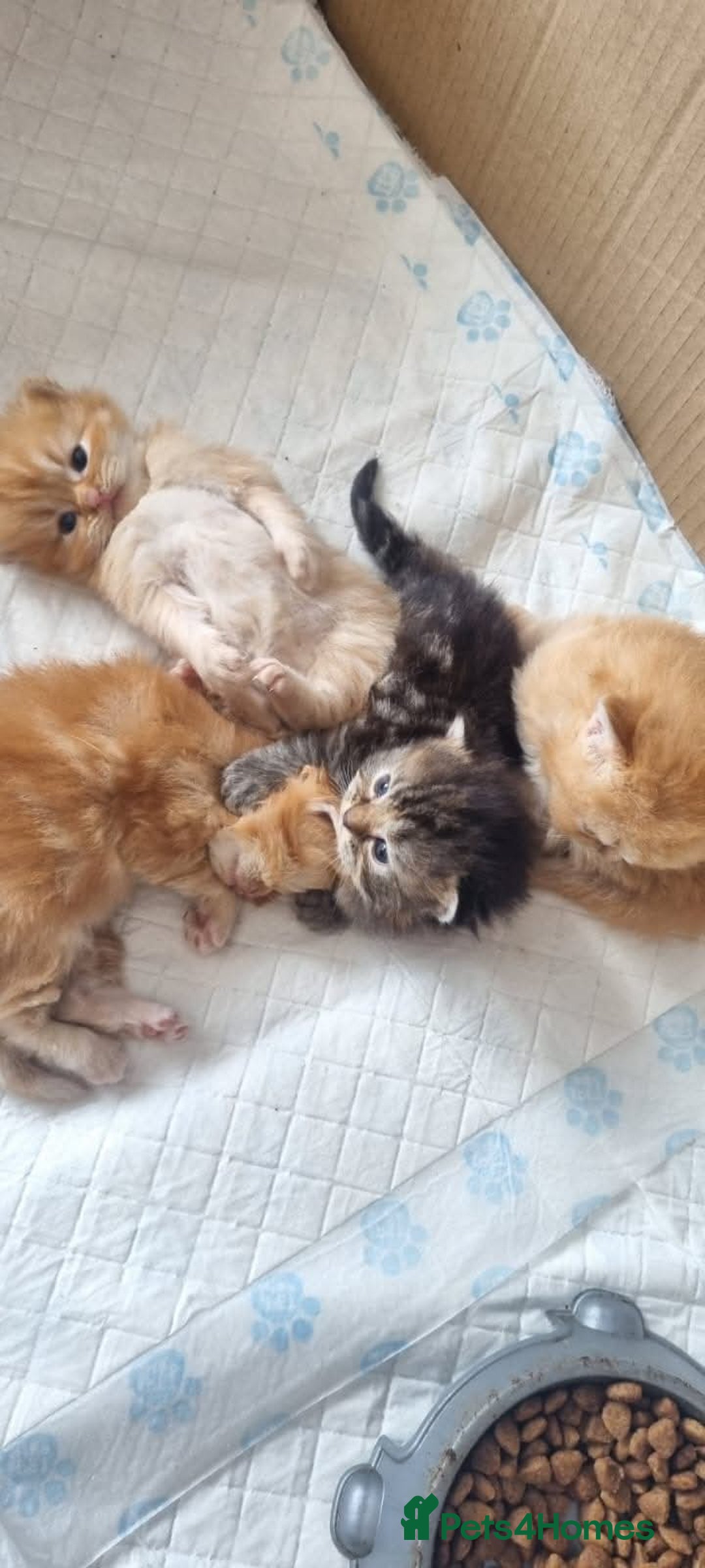 Persian cats for sale: Outstanding Full Persian Kittens for Sale - Image 5