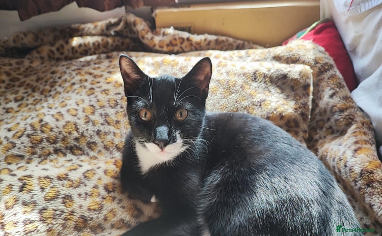 Mixed Breed cats - Advert 17