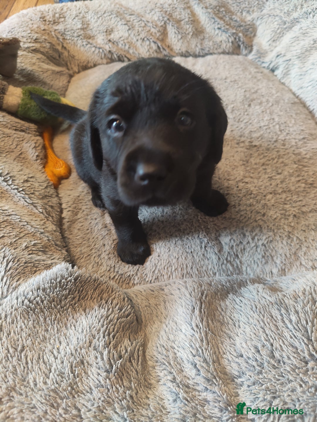 Labrador Retriever dogs for sale: Beautiful pedigree black Labrador pup's  - Image 7