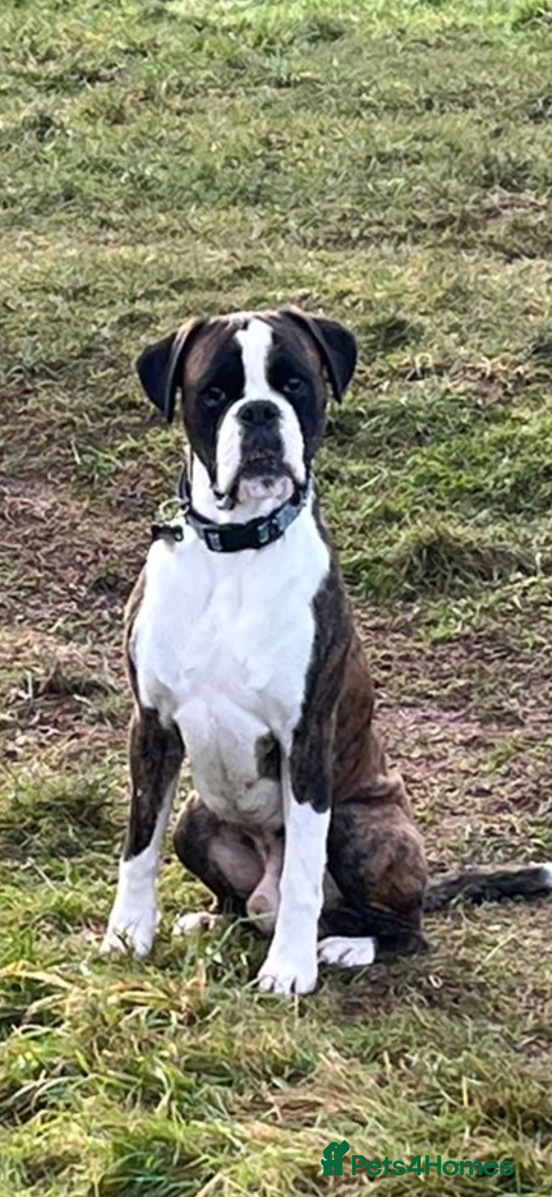 Boxer dogs for stud: Boxer for stud (Brindle) - Advert 2