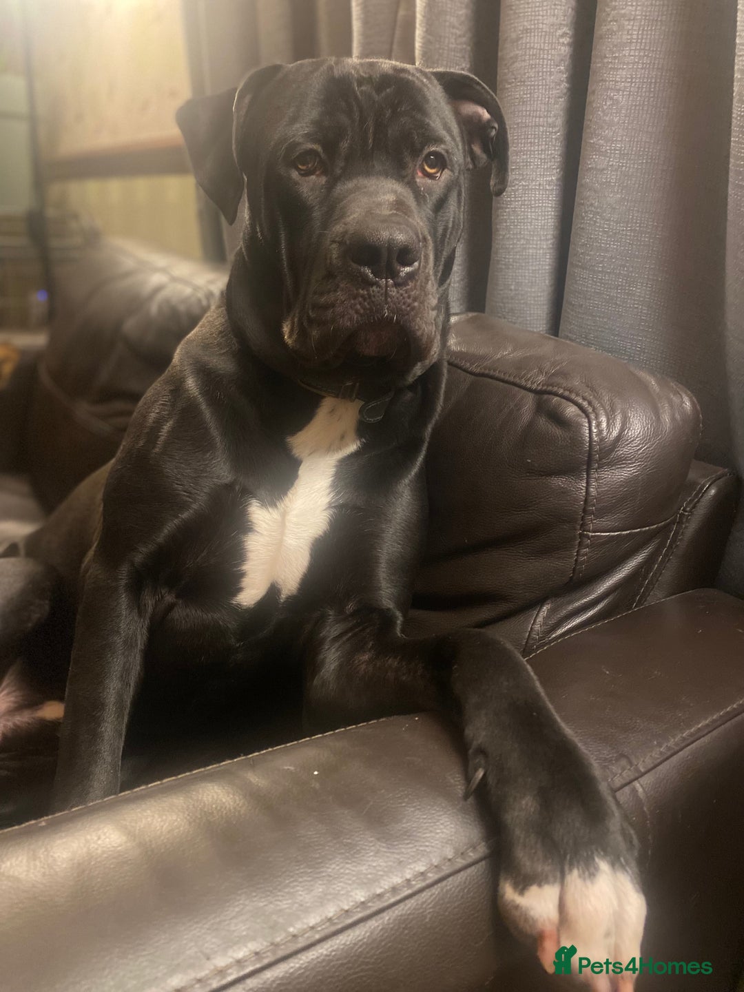 Mixed Breed dogs for sale: 11 month old presa canario cross - Advert 5