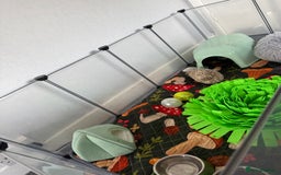 Pygmy Hedgehog rodents for sale: Hedgehog and full set up for sale - Image 7