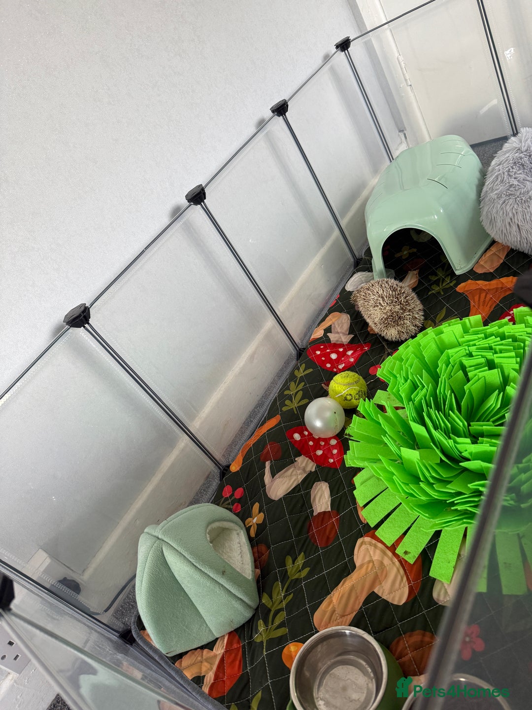 Pygmy Hedgehog rodents for sale: Hedgehog and full set up for sale - Image 7