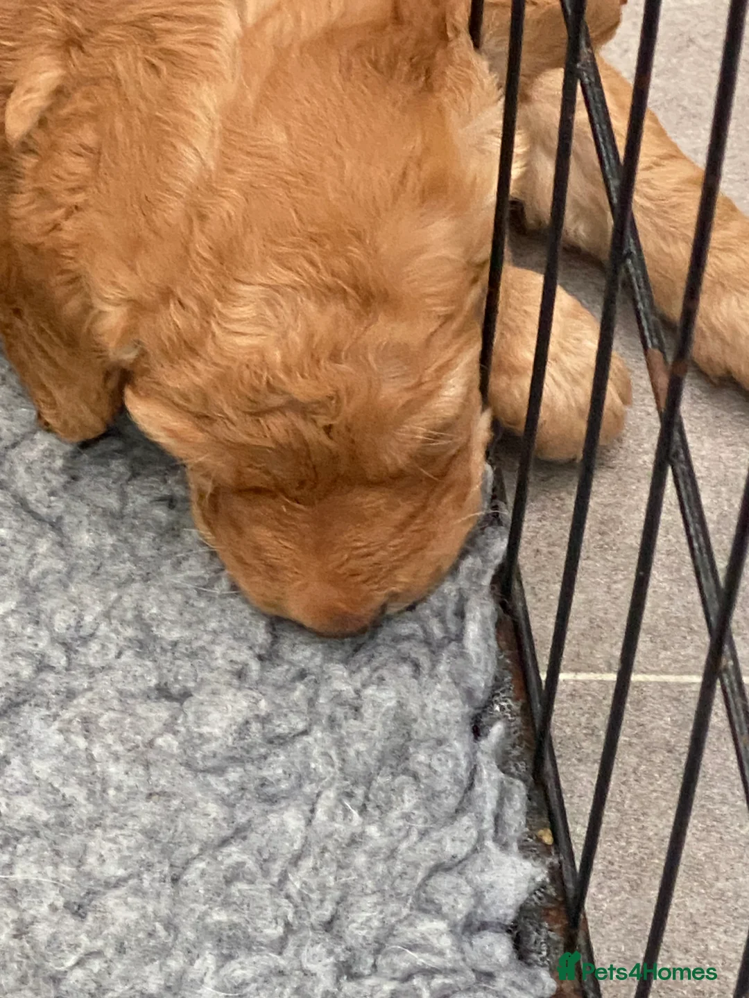Labradoodle dogs for sale: F1 Red Miniature Labradoodles  - Advert 19
