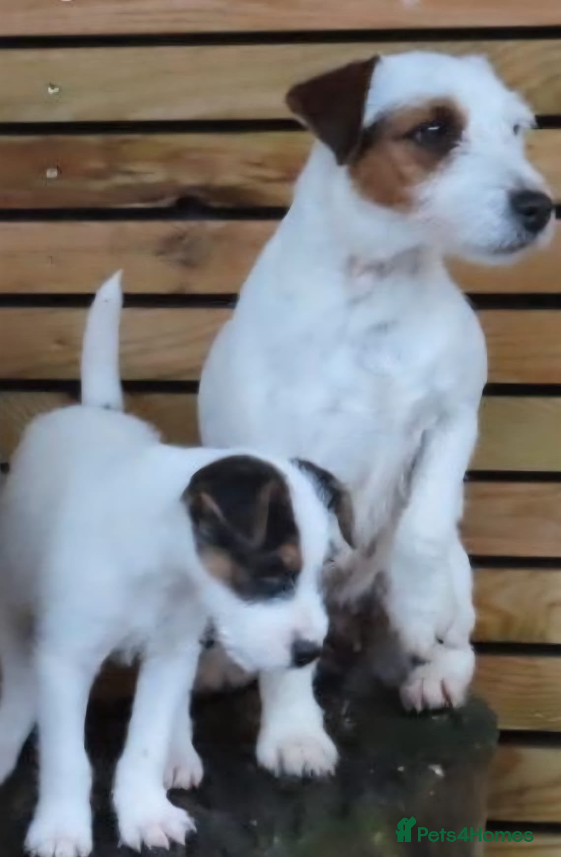 Parson Russell dogs PARSON RUSSEL TERRIERS - Advert 2