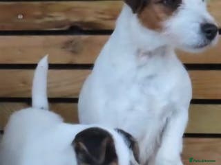 Parson Russell dogs PARSON RUSSEL TERRIERS - Advert 2