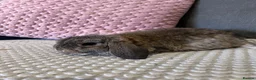Mini Lop rabbits for sale: Beautiful Mini Lop Rabbits for sale - Advert 14