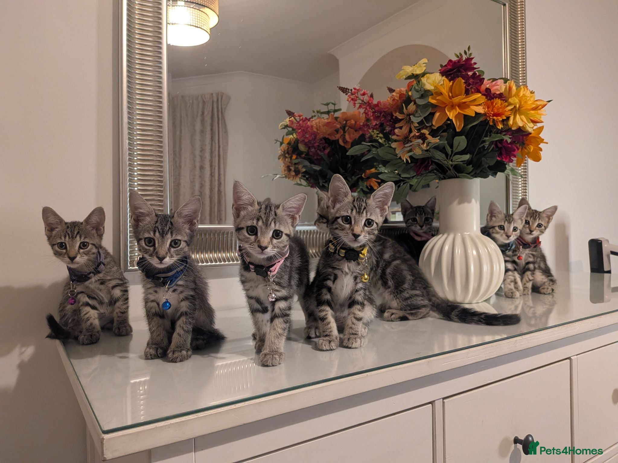 Mixed Breed cats Adorable kittens in London(SE18)😻😍😻 - Advert 1