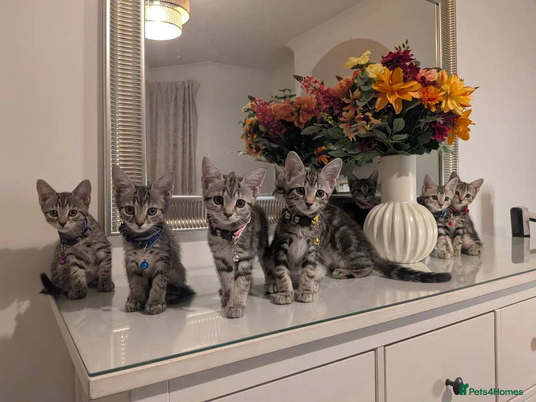 Mixed Breed cats for sale: Adorable kittens in London(SE18)😻😍😻 - Advert 1