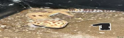 Leopard Gecko reptiles for sale: Leopard Geckos - Advert 2