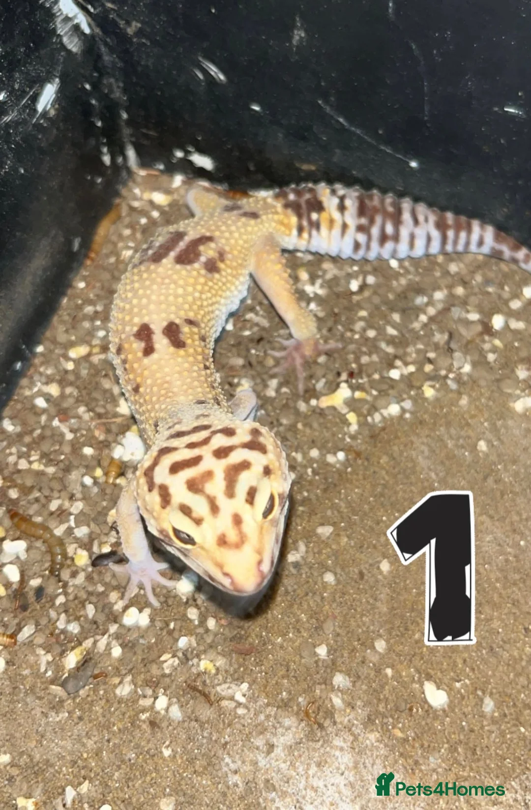 Leopard Gecko reptiles for sale: Leopard Geckos - Advert 2
