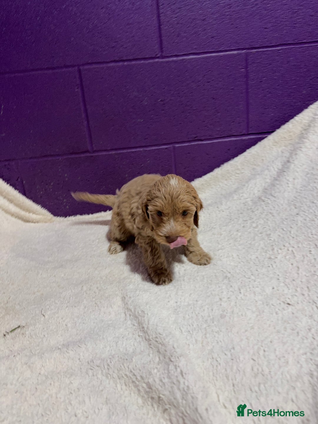 Cockapoo dogs for sale: Gorgeous F1 Cockapoo puppies! - Advert 4