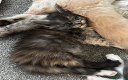 Maine Coon cats for sale: Beautiful RARE coloured Maine Coons - Image 6